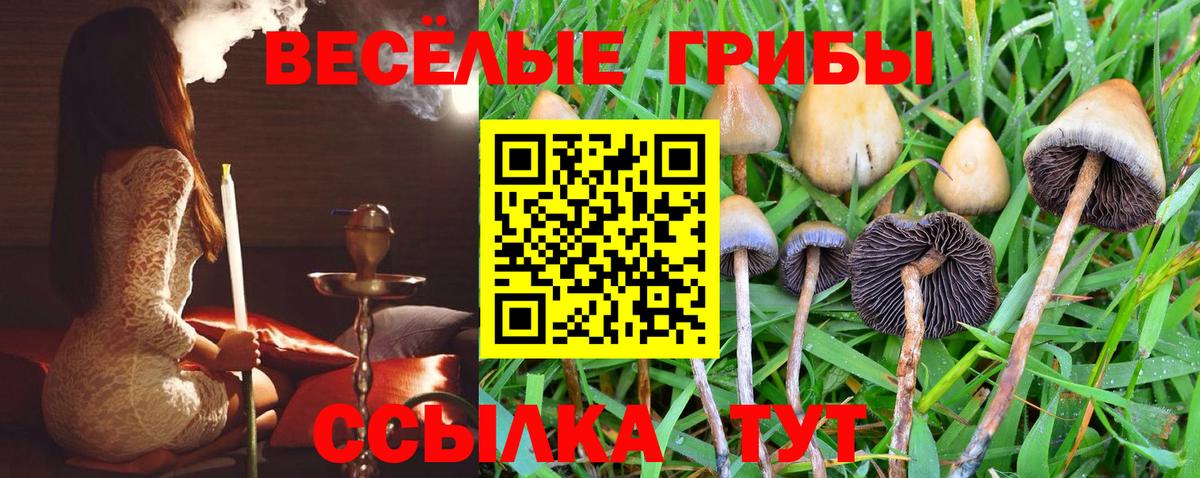 Строитель  Псилоцибиновые грибы Magic Shrooms  Вход с VPN  Галлюциногенные грибы Psilocybine cubensis 